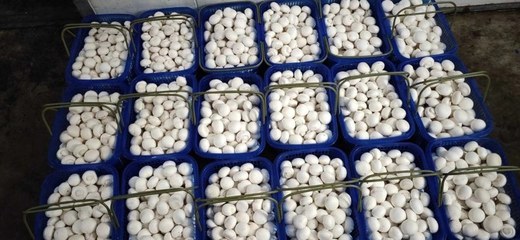 甘肅臨澤雙孢菇 戈壁灘上的白色珍珠，產(chǎn)地批發(fā)價(jià)3.80元/斤
