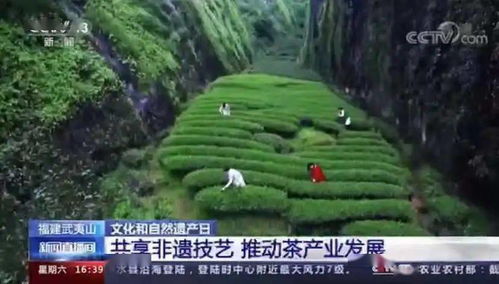 武夷山 文化和自然遺產日里的千年茶韻與數字傳承